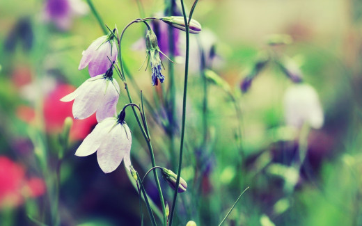 1106534 (a): :2560x1600